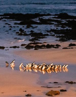 Little Penguins on the beach at Phillip Island