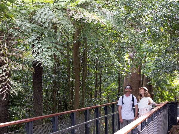 The Forest Lookout Boardwalk in the Blue Mountains Botanic Garden, NSW