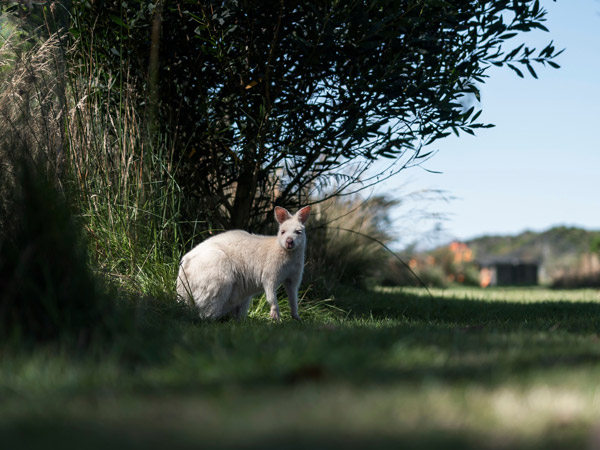 Rare white wallaby at East Coast Naturepark