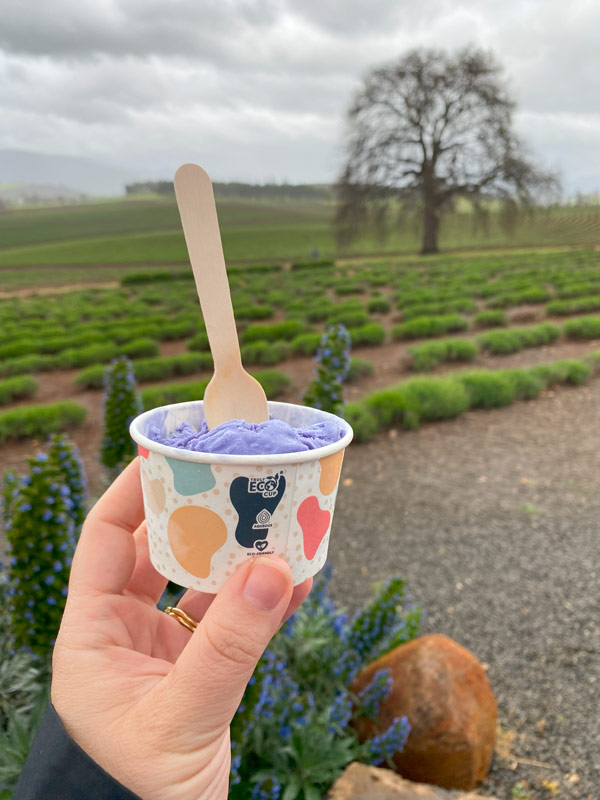 Lavender ice cream at Bridestowe Lavender Estate.