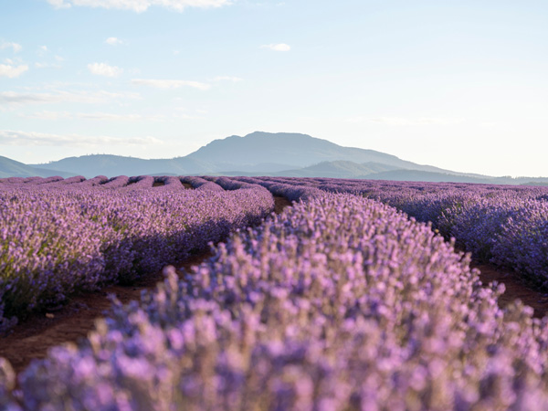 Lavender in bloom at Bridestowe Lavender Estate