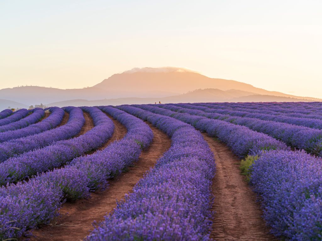 Bridestowe Lavender Estate