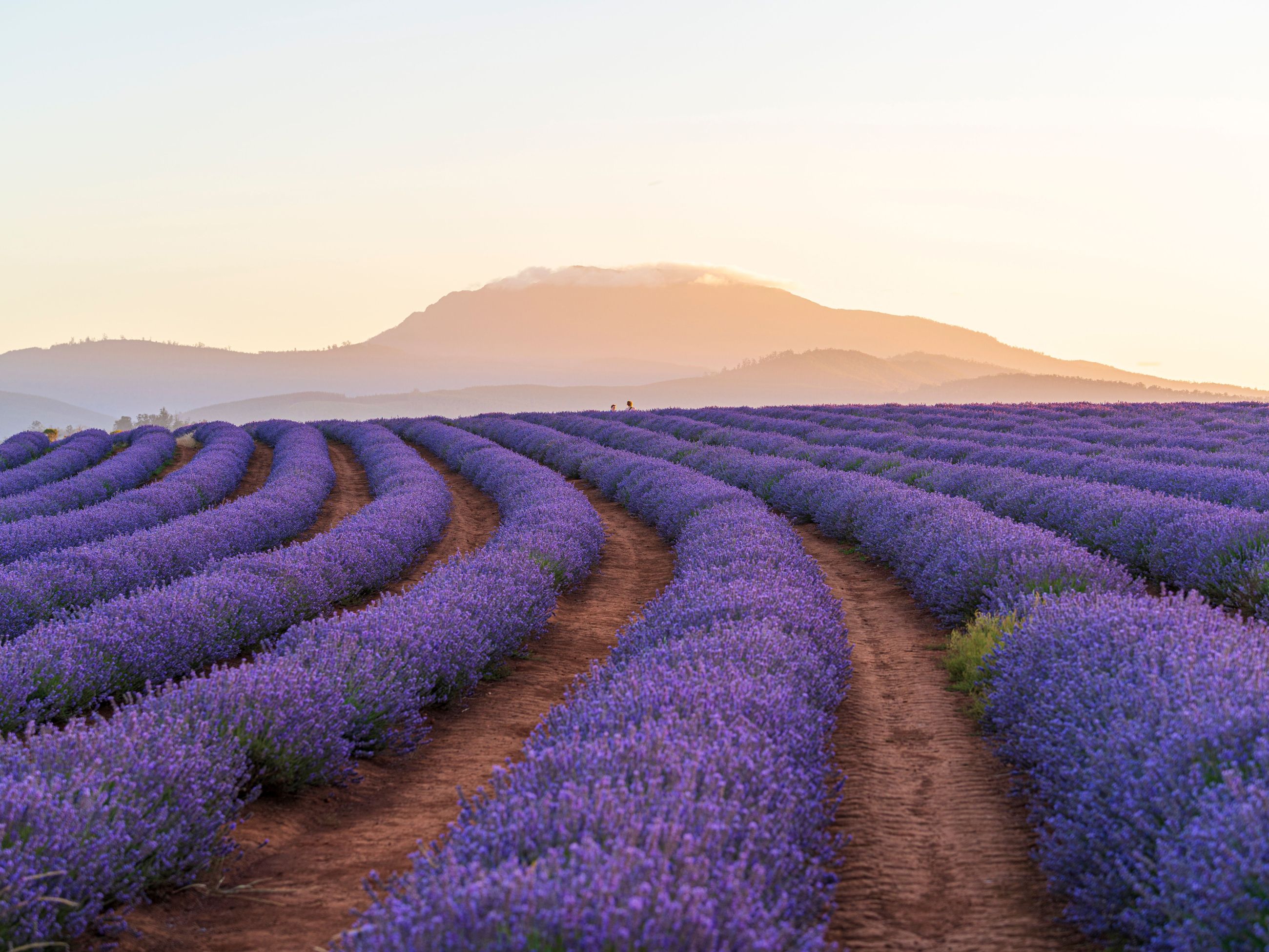 Bridestowe Lavender Estate