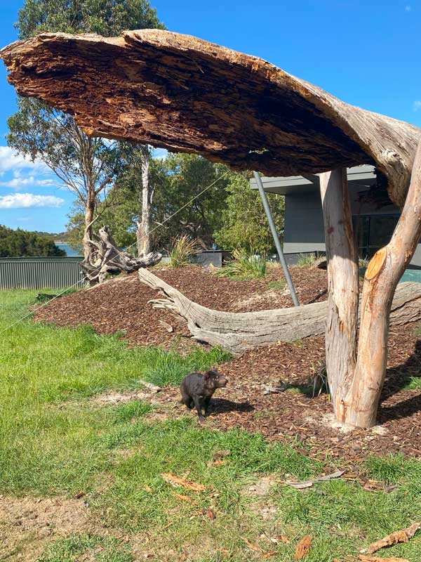Tasmanian Devil at East Coast Naturepark
