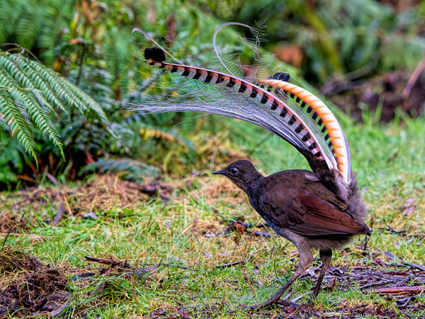 A native Australian superb lyrebird in the bush