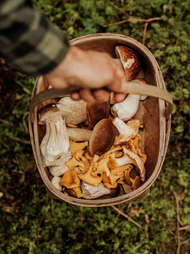 Basket full of mushrooms