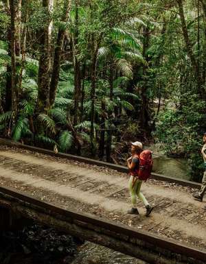 Gidjuum Gulganyi Walk Scrub Creek walking track