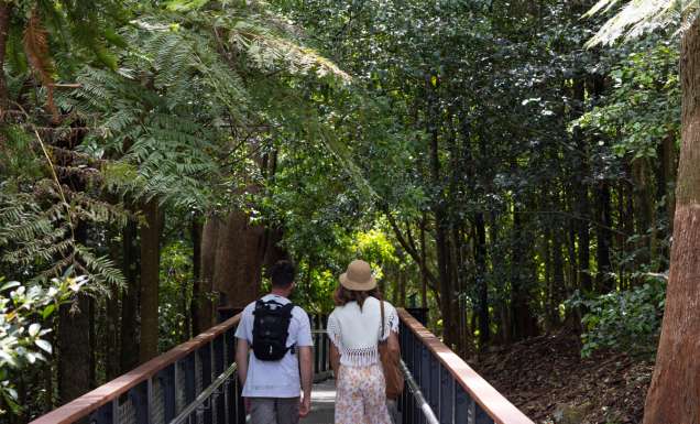 The Forest Lookout Boardwalk in the Blue Mountains Botanic Garden, NSW