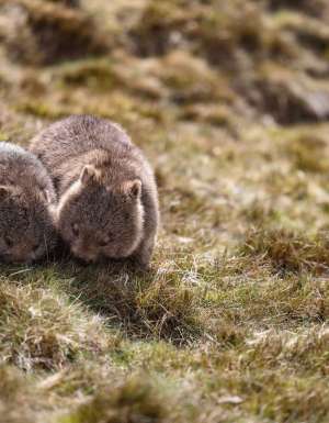 Mum and bub wombats