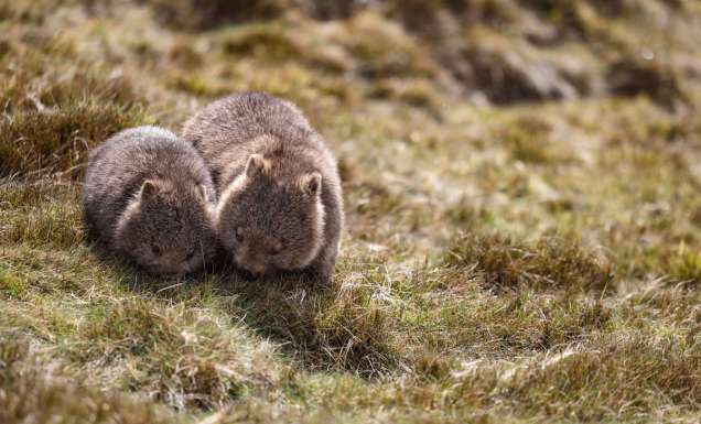 Mum and bub wombats