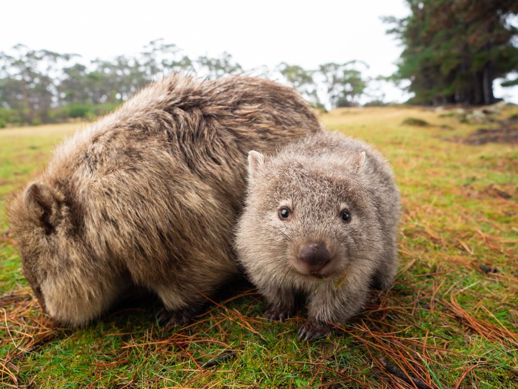 Two wombats on Maria Island in tasmania