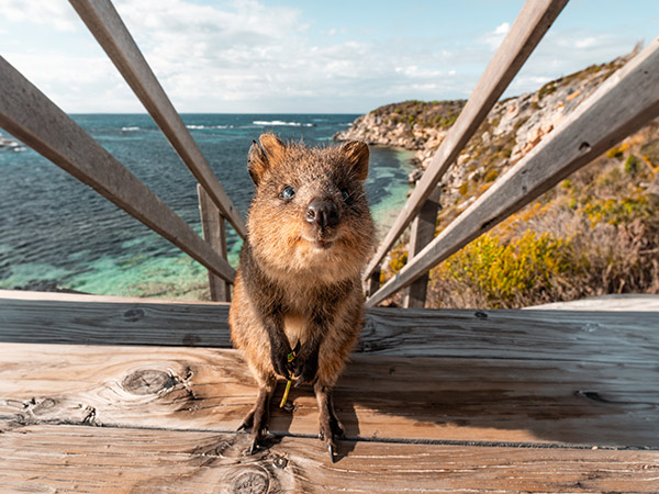 Quokka, Rottnest Island