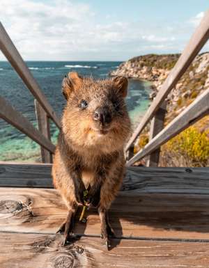 Quokka on a wooden staircase, Rottnest Island