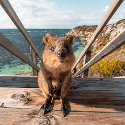 Quokka on a wooden staircase, Rottnest Island
