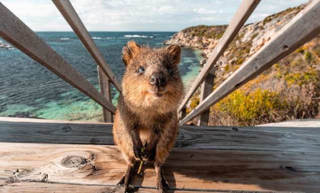 Quokka on a wooden staircase, Rottnest Island