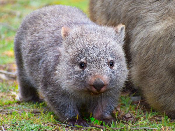 Baby wombat next to his mother at Maria Island Tasmania.