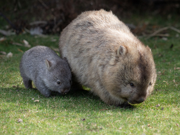Baby Wombat exploring Maria Island in Tasmania with its Mother