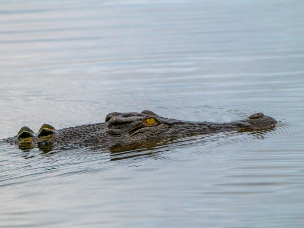 a wild saltwater crocodile swimming in the Northern Territory