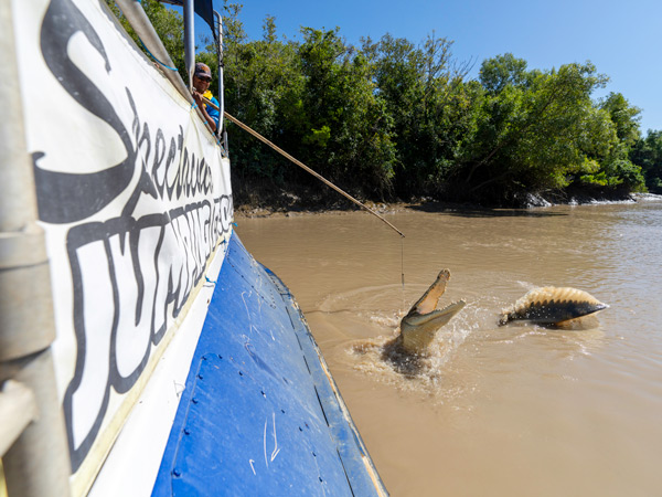 feeding crocodiles during a Jumping Croc Cruise, Adelaide River