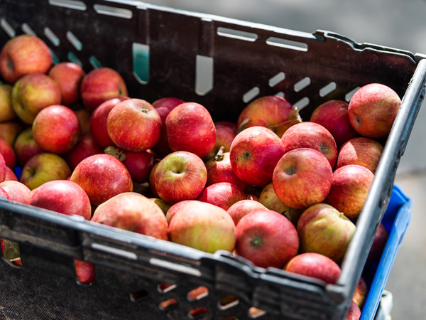 fresh apples in a plastic crate box, Bendigo Community Farmers Market