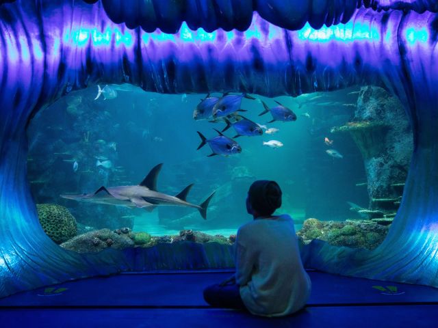SEA LIFE Sydney Aquarium, Darling Harbour