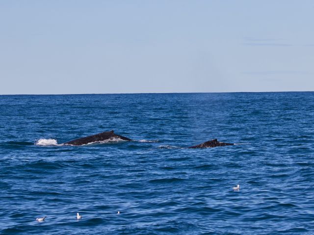 whale-watching on Sydney Princess Cruises