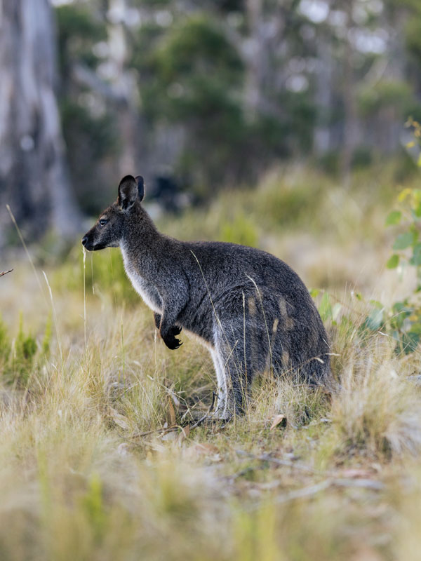 A wallaby on Bruny Island