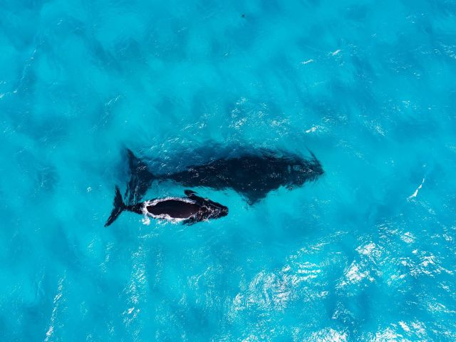Whales off Western Australia's coastline