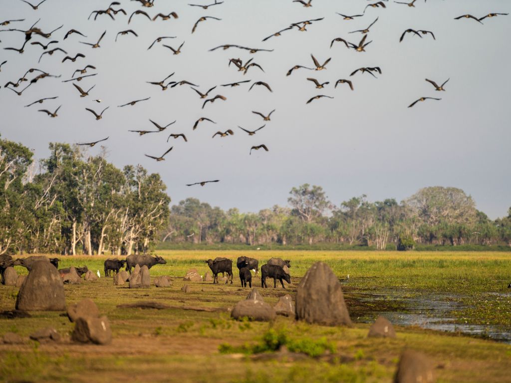bamurru plains wildlife