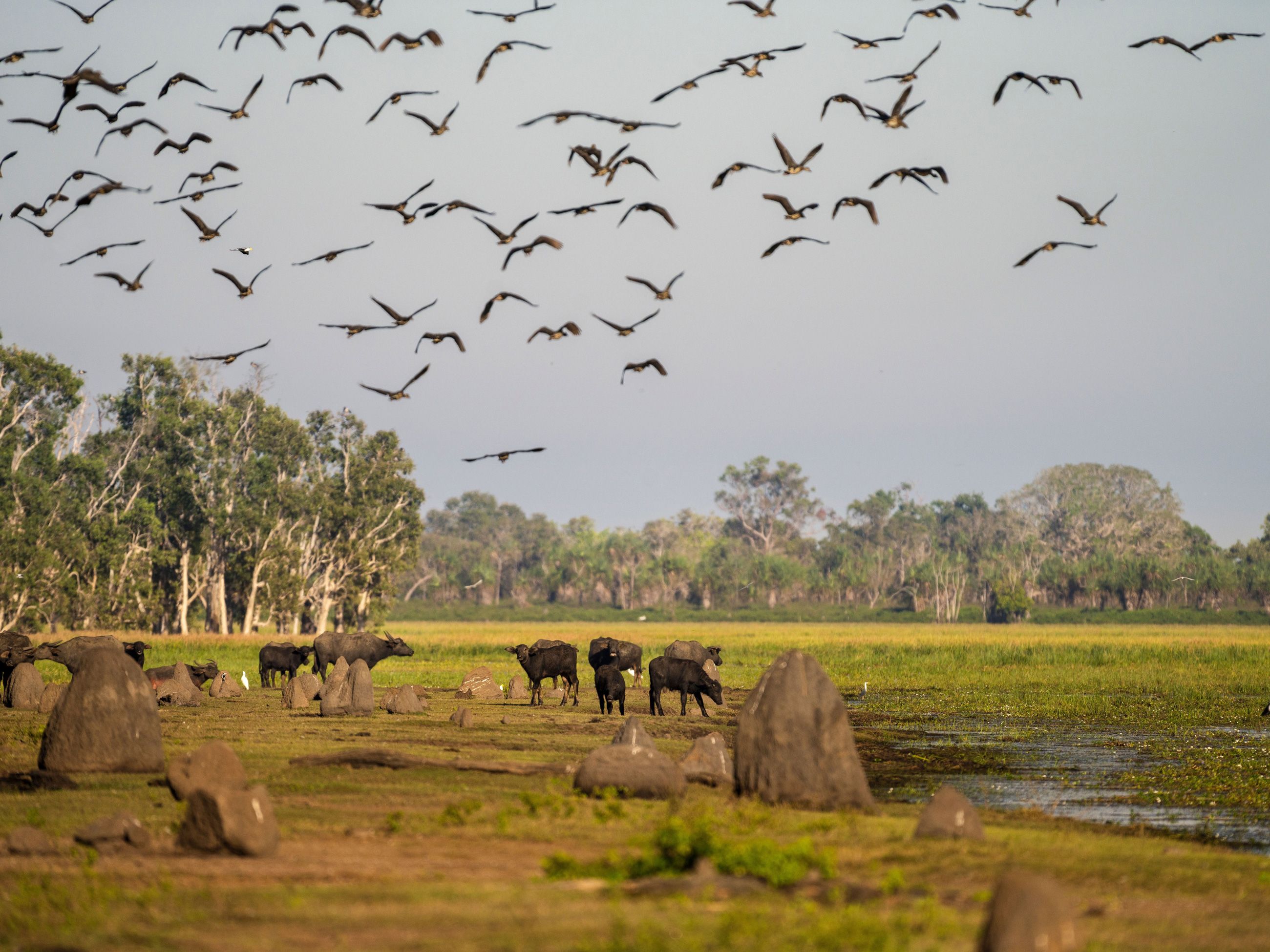 bamurru plains wildlife