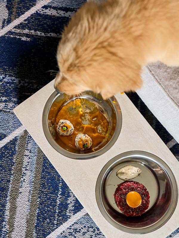 pet menu at Dorsett Melbourne