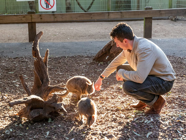 Man interacting with wallabies at Featherdale Wildlife Park.