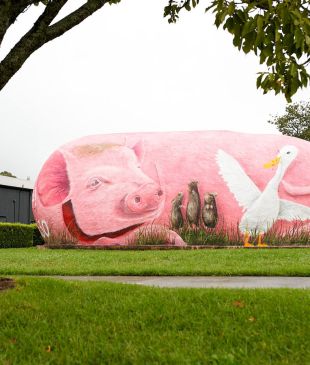 <p><i>&#8216;Big Potato&#8217; now the &#8216;Pig Potato&#8217;</i> but we think it’d look better mashed</p>
