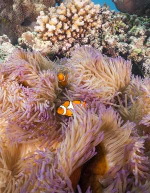 Clown fish in coral on the Great Barrier Reef