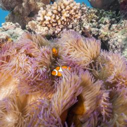 Clown fish in coral on the Great Barrier Reef
