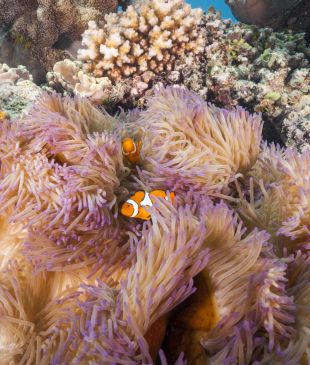 <p><i>Great Barrier Reef</i> is the first non-human nominated for this <i>award</i></p>
