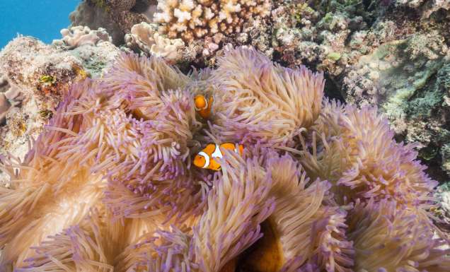 Clown fish in coral on the Great Barrier Reef