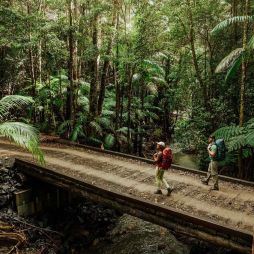 Gidjuum Gulganyi Walk Scrub Creek walking track