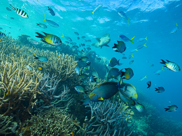 Hardy Reef in the Whitsundays on the Great Barrier Reef