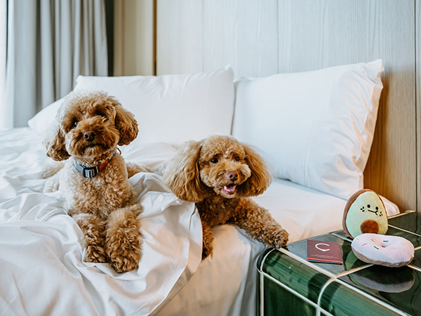 Hyatt Centric Melbourne, luxury pet-friendly hotels