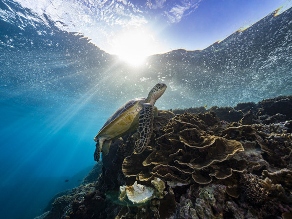 Turtle on Great Barrier Reef at Lady Musgrave Island