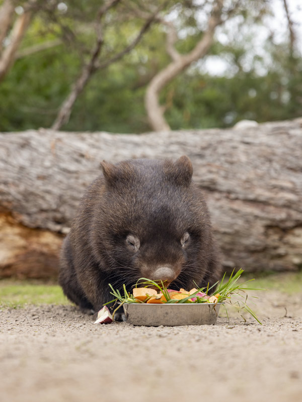 Moonlit Sanctuary in Victoria