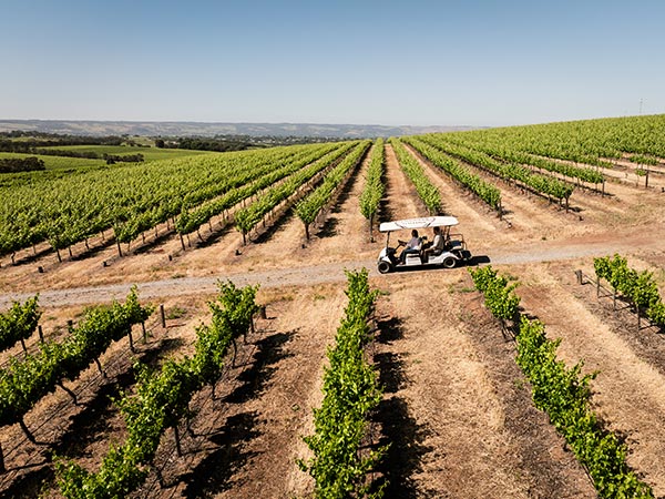 Ollie the buggy on a Taranga Terroir Tour at oliver's taranga