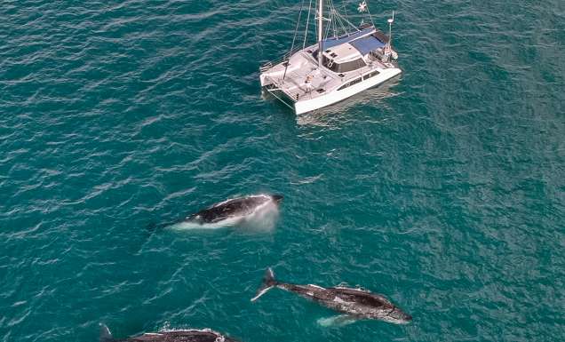 Overnight humpback whales charter