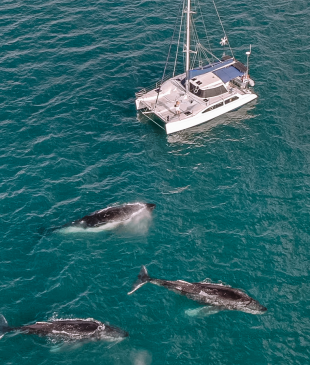 <p><i>Wake up with humpback whales</i> on this epic overnight private yacht tour</p>

