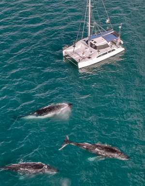 Overnight humpback whales charter