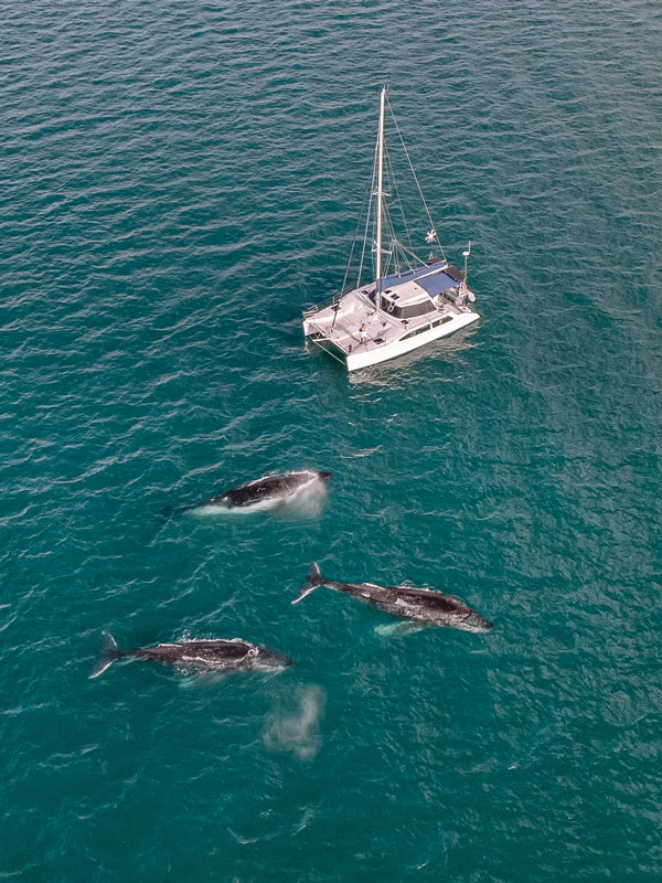 An aerial view of three whales and a yacht.
