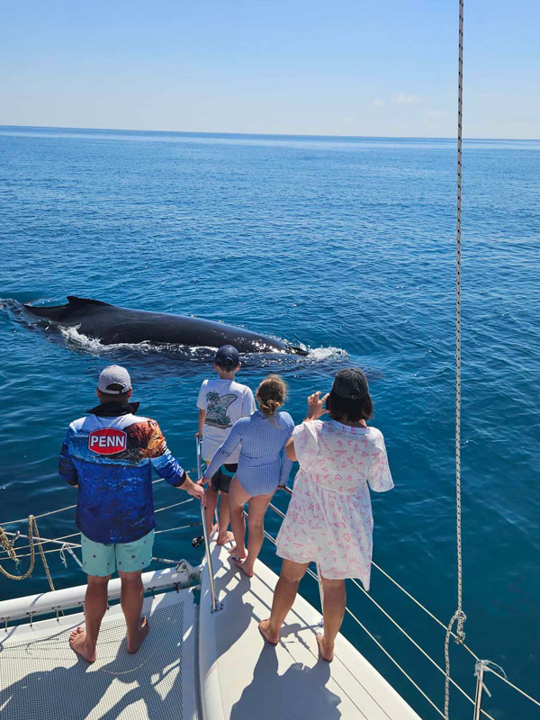 A group of people looking at a whale from a yacht.