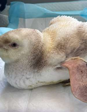 pearl the penguin at Wildlife Welfare Organisation (SA) Inc