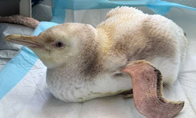 pearl the penguin at Wildlife Welfare Organisation (SA) Inc